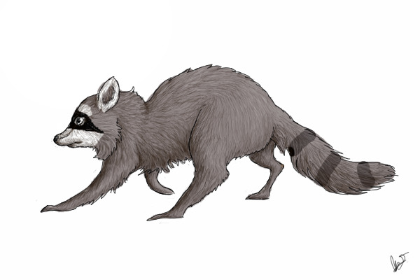 Racoon