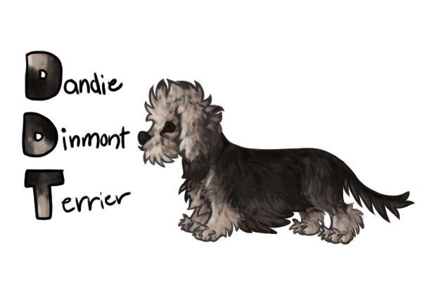 Alphabreeds - Dandie Dinmont Terrier
