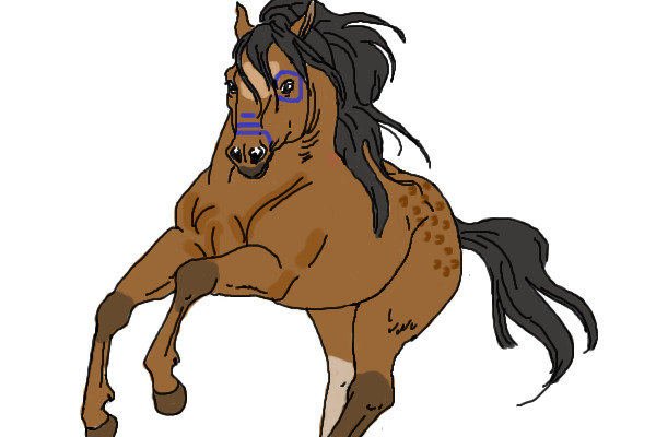 Tribal Horse For Web33