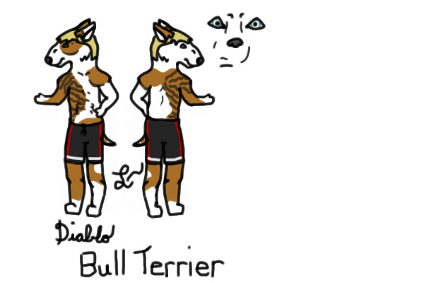 Diablo the Bull Terrier