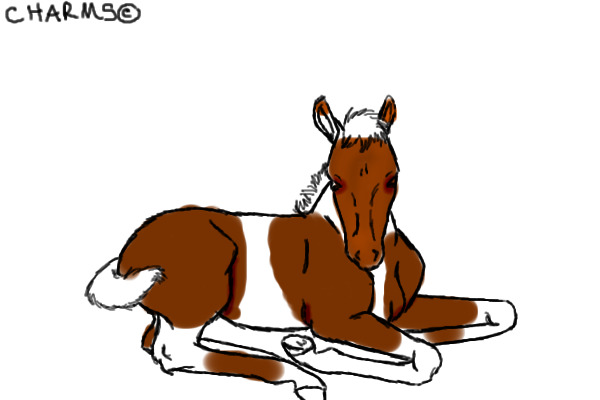 Pinto foal