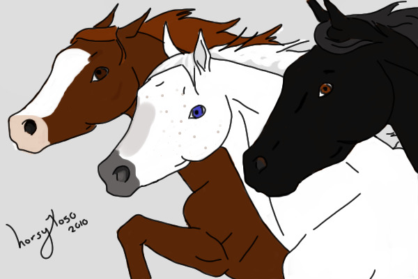 White Mare Black Stallion brown foal for web33