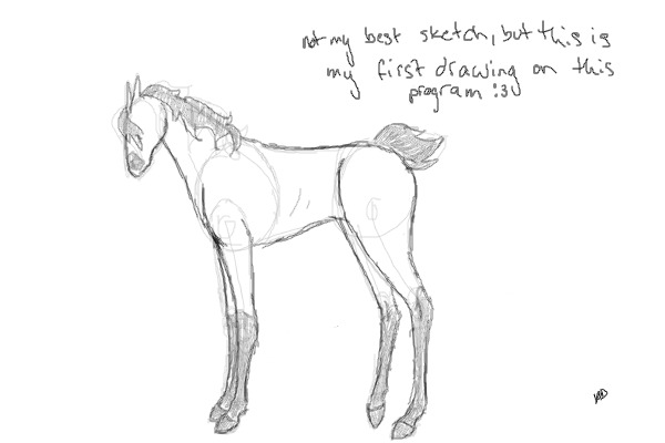 foal