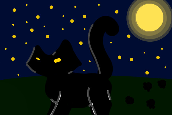 Black Cat in the Night