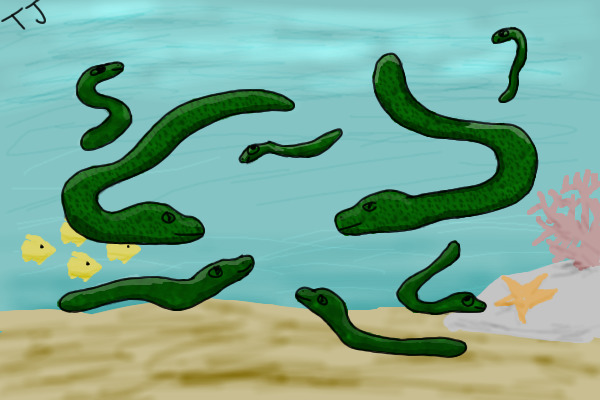 Eels!