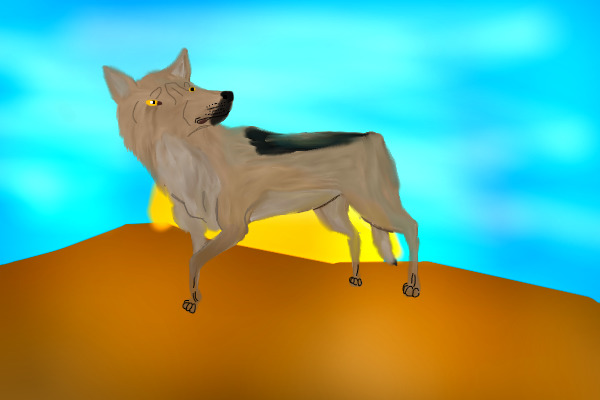 Arabian Wolf