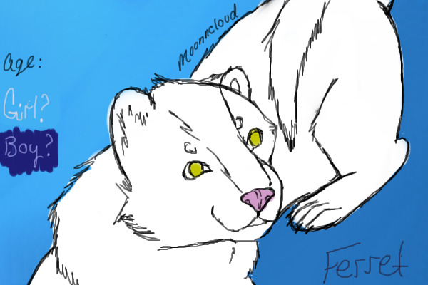 white ferret