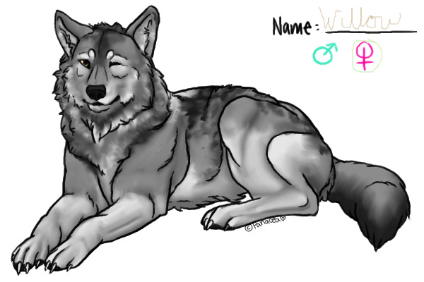 Cute Wolf <33