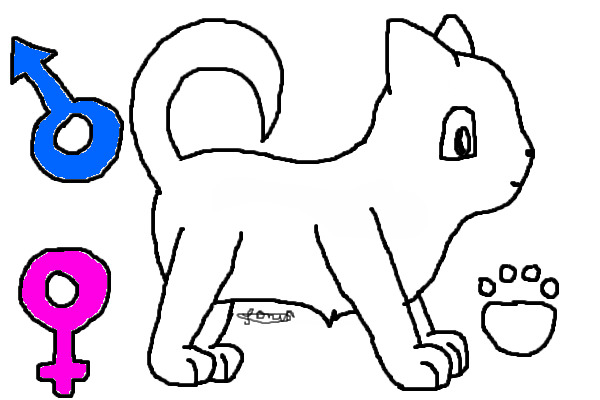 kitteh cat!