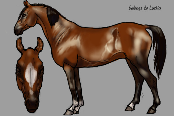Bay horse