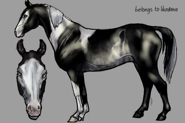 Black rabicano paint
