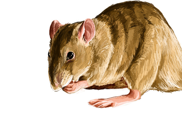 Rat