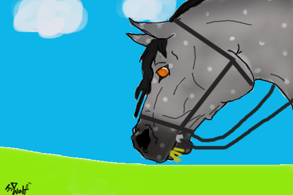 Dapple grey