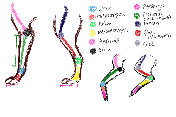 Wolf Leg Anatomy Tips