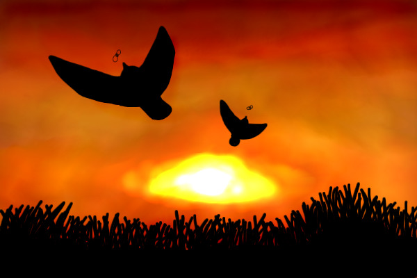 Birds on sunset