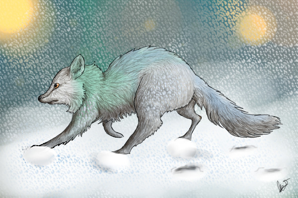 Winter raccoon thing