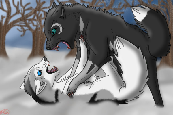 Ice and Thorn -- head to head