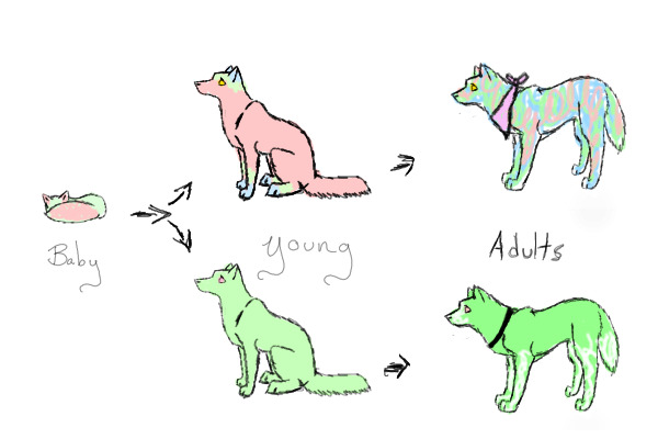 Pups
