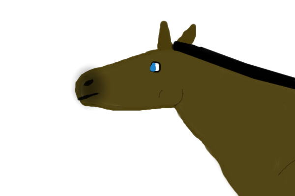 Foal