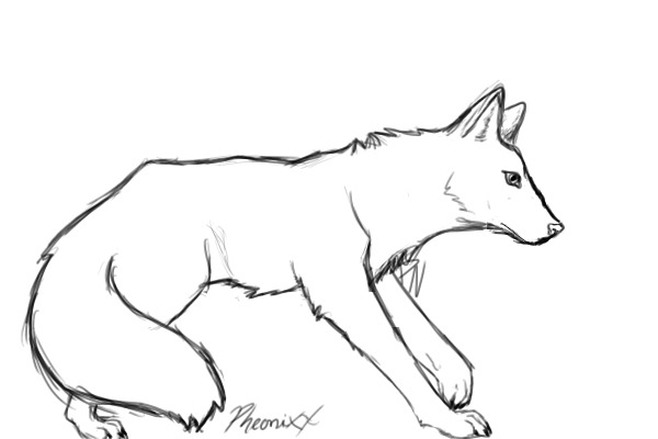 fox sketch