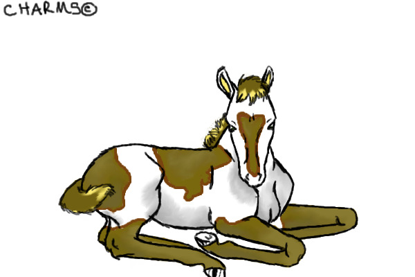 foal