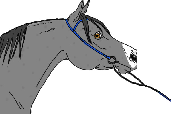 Grey Stallion