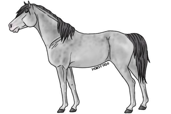 Dappled Gray horse