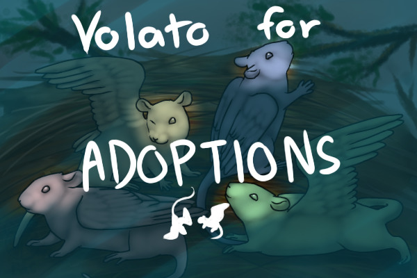 Volato pups/teens Adoption Centre [Closing for now]