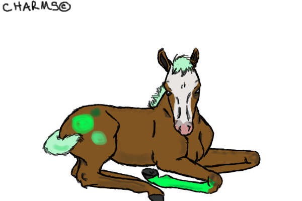 Ace and Arrie´s Foal for the CS Stables
