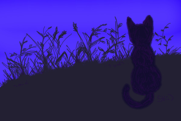 Cat in the dark...