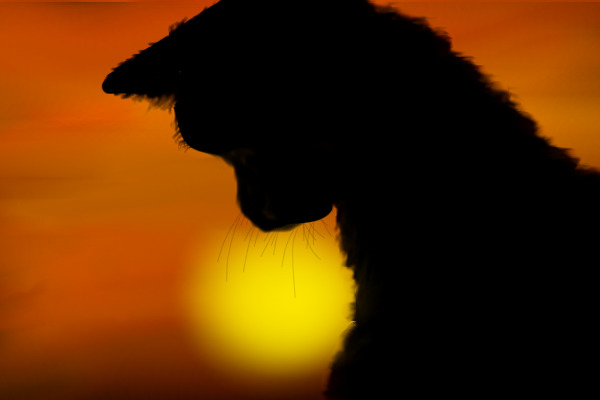 Cat in a sunset
