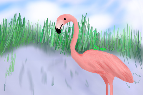 Flamingo Fanatic