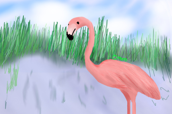 Flamingo Fanatic