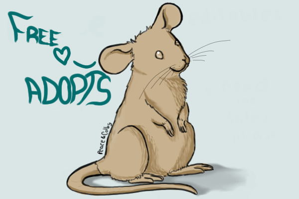 :: Free Rat // Mouse Adoptions ::