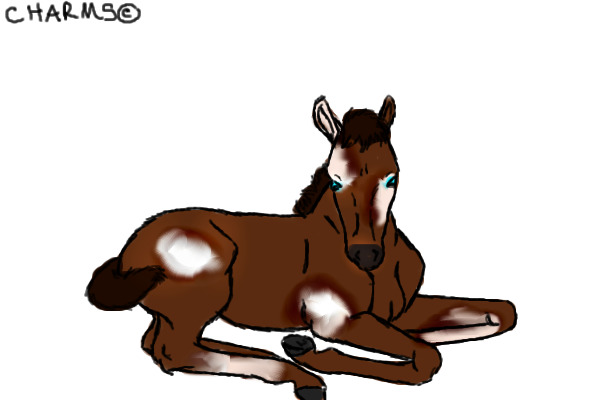 Foal