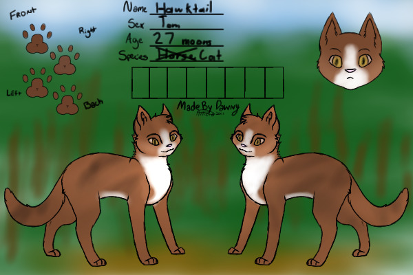 Hawktail - Warrior cat character
