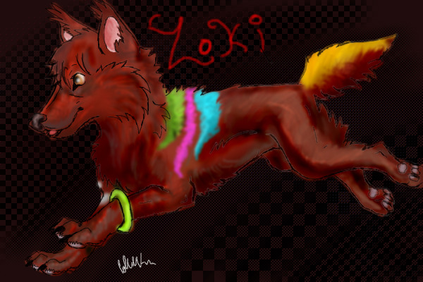 loki the wolf shaped lynx