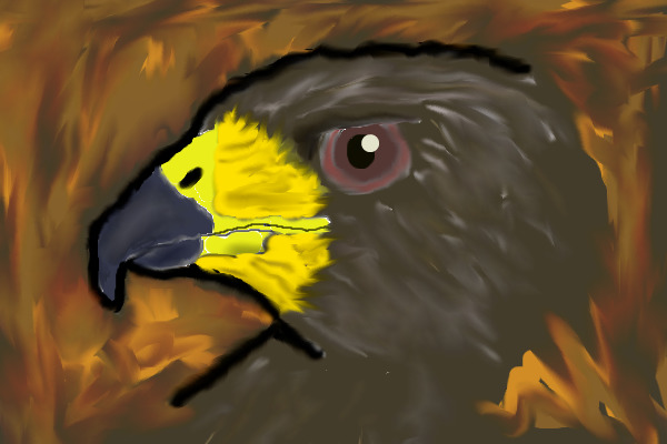 golden eagle
