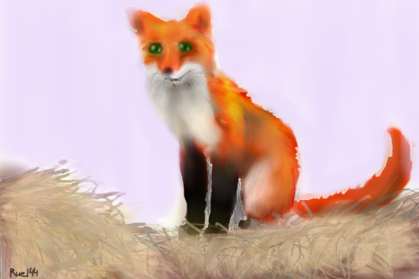 Sun fox