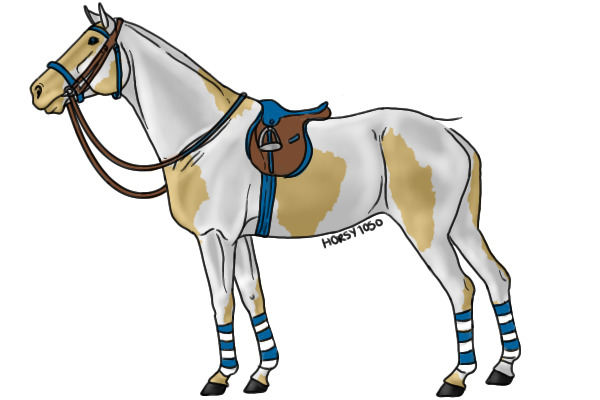 Palomino Overo