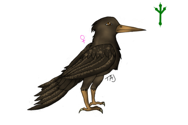 Female Mocking Jay # 1