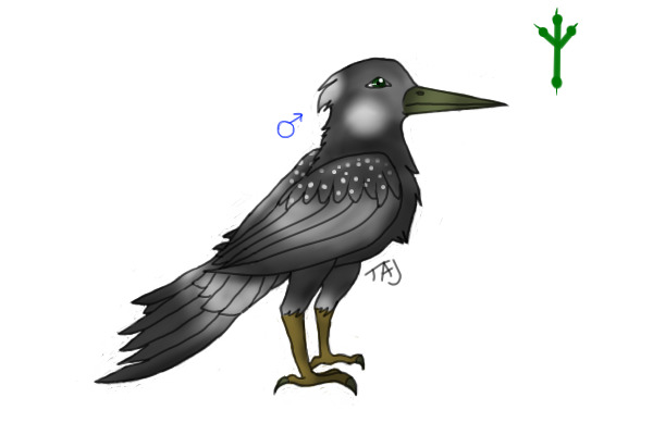 Male Mocking Jay # 1