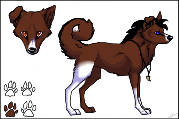 Wild dog