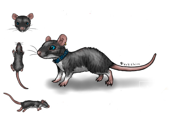 My first rat character