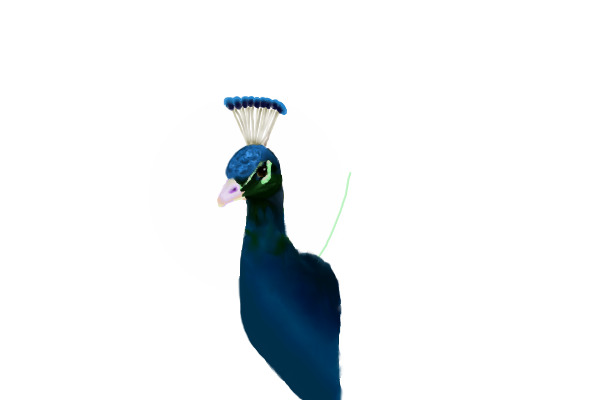 Peacock Wip