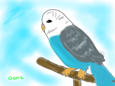 Frosty the Parakeet