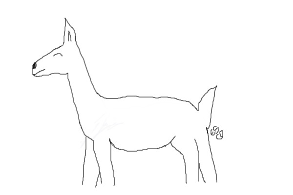 Llama Lineart!