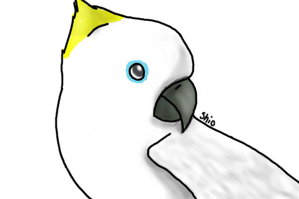 cockatoo