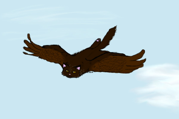 Cat-Eagle Adoptable