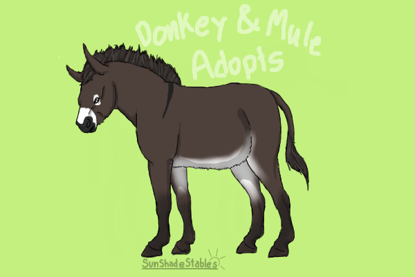 Sun Shade Stables Donkey&Mule Adoptables